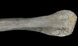 Hadrosaur (Kritosaurus) Metacarpal - Aguja Formation, Texas #76727-3